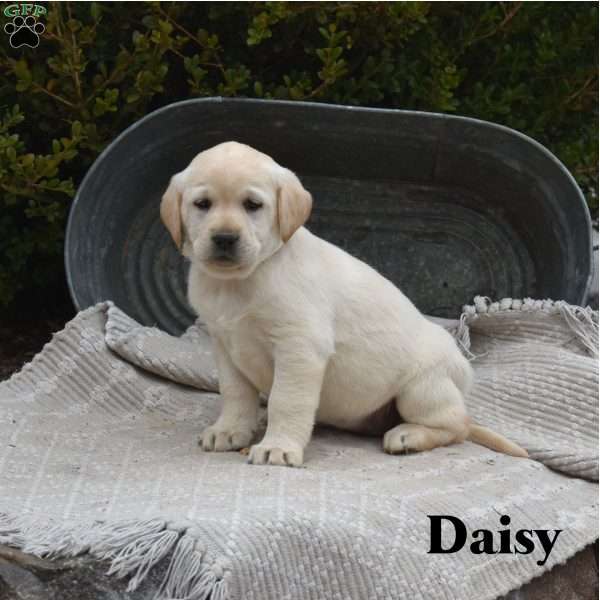 Daisy, Yellow Labrador Retriever Puppy